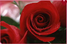 http://www.everythingvalentinesday.com/images/red-rose-true-love.jpg